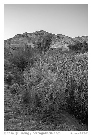 Plants and trees in Bonanza Springs at dusk. Mojave Trails National Monument, California, USA