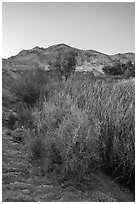 Plants and trees in Bonanza Springs at dusk. Mojave Trails National Monument, California, USA ( black and white)