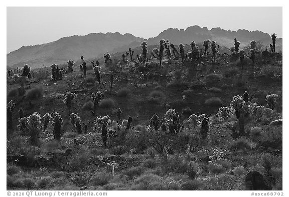 Bigelow Cholla cactus on ridge. Mojave Trails National Monument, California, USA (black and white)