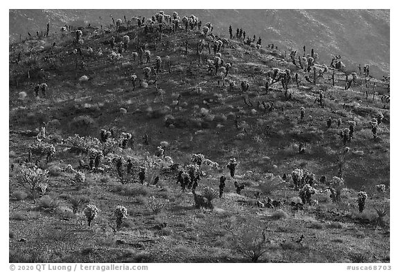 Bigelow Cholla cactus on distant slope. Mojave Trails National Monument, California, USA (black and white)