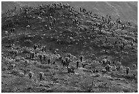 Bigelow Cholla cactus on distant slope. Mojave Trails National Monument, California, USA ( black and white)