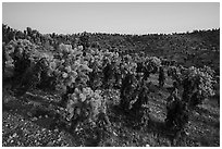 Densest California population of Bigelow Cholla cactus. Mojave Trails National Monument, California, USA ( black and white)