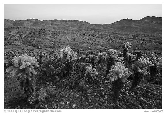 Teddy-Bear Cholla cactus above valley. Mojave Trails National Monument, California, USA (black and white)