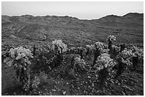Teddy-Bear Cholla cactus above valley. Mojave Trails National Monument, California, USA ( black and white)