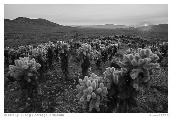 Sun setting over Bigelow Cholla Garden Wilderness. Mojave Trails National Monument, California, USA