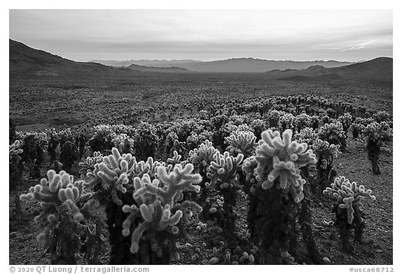 Dense stands of Teddy-Bear Cholla cactus (Opuntia bigelovii) at sunset. Mojave Trails National Monument, California, USA (black and white)