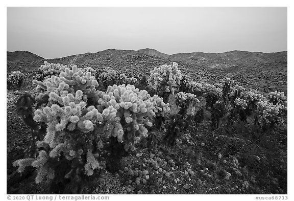 Bigelow Cholla cactus (Opuntia bigelovii) at dusk. Mojave Trails National Monument, California, USA