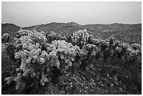Bigelow Cholla cactus (Opuntia bigelovii) at dusk. Mojave Trails National Monument, California, USA ( black and white)