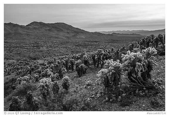 Jumping Cholla cactus (Opuntia bigelovii) and Sacramento Mountains. Mojave Trails National Monument, California, USA (black and white)