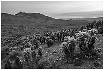 Jumping Cholla cactus (Opuntia bigelovii) and Sacramento Mountains. Mojave Trails National Monument, California, USA ( black and white)