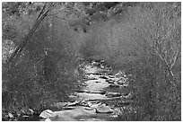 San Gabriel River flowing between newly leafed trees. San Gabriel Mountains National Monument, California, USA ( black and white)