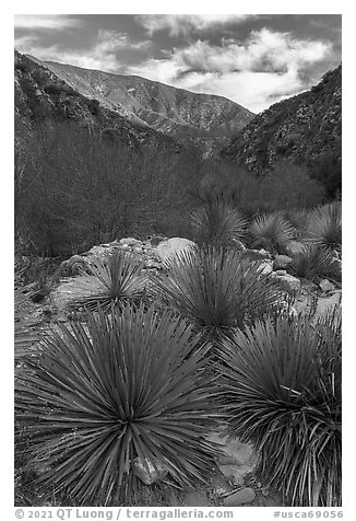 Yucca, San Gabriel River Canyon, early morning. San Gabriel Mountains National Monument, California, USA (black and white)