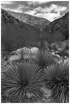 Yucca, San Gabriel River Canyon, early morning. San Gabriel Mountains National Monument, California, USA ( black and white)
