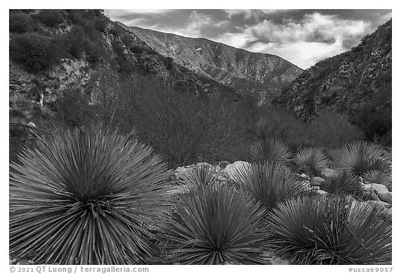 Yucca in East Fork San Gabriel River Canyon. San Gabriel Mountains National Monument, California, USA