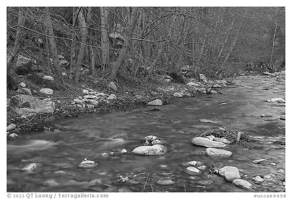 San Gabriel River and newly leafed trees. San Gabriel Mountains National Monument, California, USA (black and white)