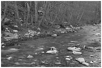 San Gabriel River and newly leafed trees. San Gabriel Mountains National Monument, California, USA ( black and white)