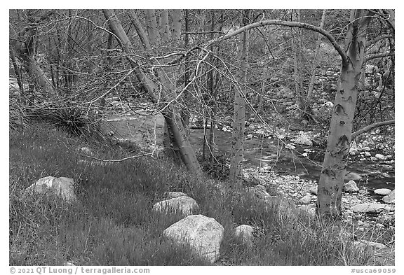 Green grass in San Gabriel River Canyon in late winter. San Gabriel Mountains National Monument, California, USA (black and white)