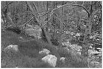 Green grass in San Gabriel River Canyon in late winter. San Gabriel Mountains National Monument, California, USA ( black and white)