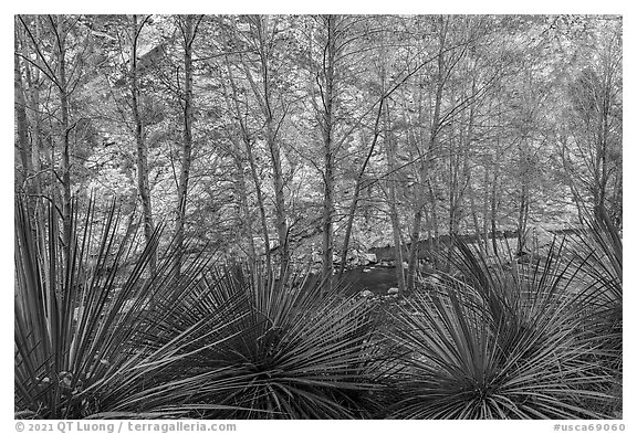 Yucca, trees, San Gabriel River, and canyon walls. San Gabriel Mountains National Monument, California, USA (black and white)