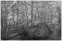 Yucca, trees, San Gabriel River, and canyon walls. San Gabriel Mountains National Monument, California, USA ( black and white)