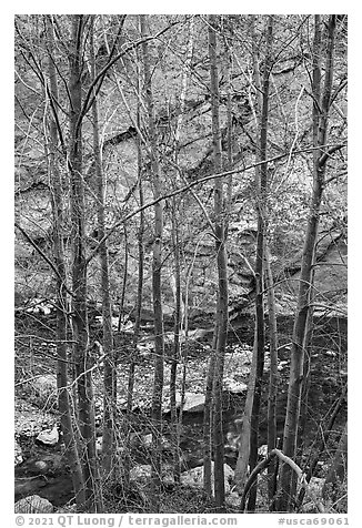 Newly leafed trees, river, and gorge. San Gabriel Mountains National Monument, California, USA (black and white)