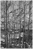 Newly leafed trees, river, and gorge. San Gabriel Mountains National Monument, California, USA ( black and white)