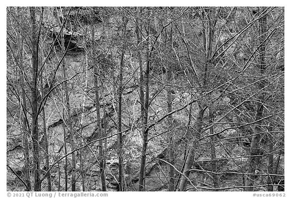 Newly leafed trees and rock wall. San Gabriel Mountains National Monument, California, USA (black and white)