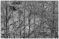 Newly leafed trees and rock wall. San Gabriel Mountains National Monument, California, USA ( black and white)