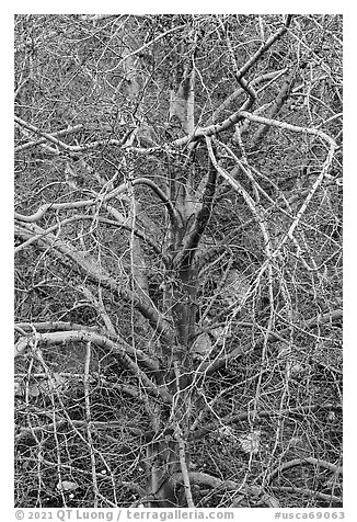 Tree with multiple branches just leafing out. San Gabriel Mountains National Monument, California, USA (black and white)