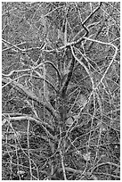 Tree with multiple branches just leafing out. San Gabriel Mountains National Monument, California, USA ( black and white)