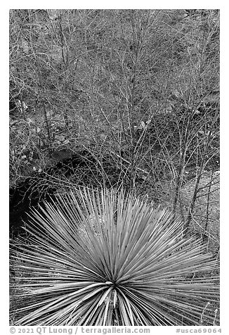Yucca and trees with new leaves. San Gabriel Mountains National Monument, California, USA (black and white)