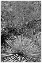 Yucca and trees with new leaves. San Gabriel Mountains National Monument, California, USA ( black and white)