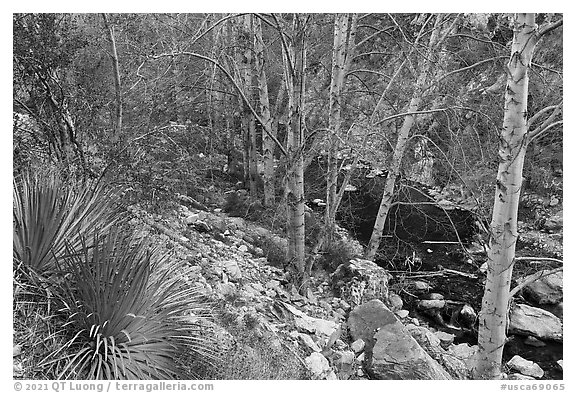 East Fork San Gabriel River gorge with yuccas and trees. San Gabriel Mountains National Monument, California, USA (black and white)