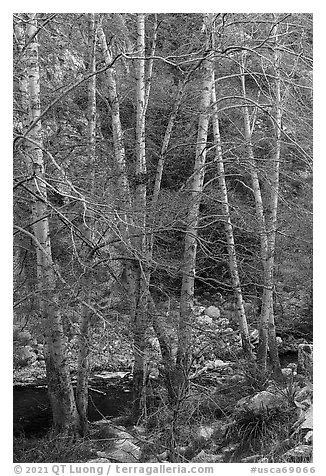 Trees with new leaves along East Fork of San Gabriel River. San Gabriel Mountains National Monument, California, USA (black and white)