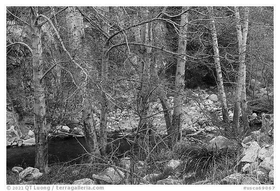 Trees with new leaves bordering East Fork of San Gabriel River. San Gabriel Mountains National Monument, California, USA (black and white)