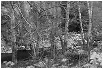 Trees with new leaves bordering East Fork of San Gabriel River. San Gabriel Mountains National Monument, California, USA ( black and white)