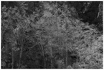 Backlit trees with new leaves, San Gabriel River Canyon. San Gabriel Mountains National Monument, California, USA ( black and white)