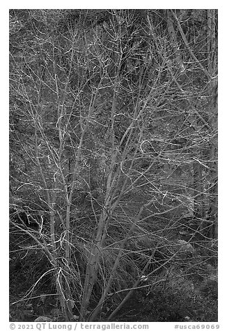 Backlit bare tree, San Gabriel River Canyon. San Gabriel Mountains National Monument, California, USA (black and white)