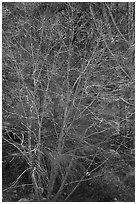 Backlit bare tree, San Gabriel River Canyon. San Gabriel Mountains National Monument, California, USA ( black and white)