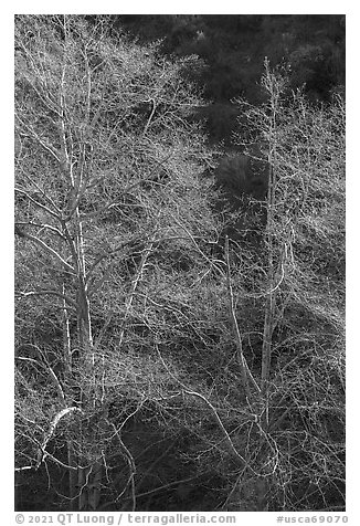 Backlit tree branches with new leaves. San Gabriel Mountains National Monument, California, USA (black and white)