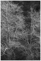 Backlit tree branches with new leaves. San Gabriel Mountains National Monument, California, USA ( black and white)