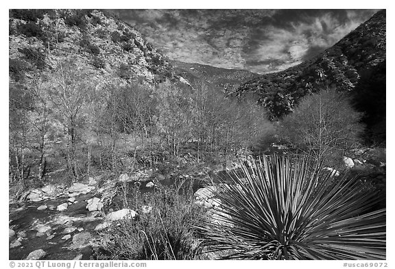 Yucca, trees, San Gabriel River in canyon. San Gabriel Mountains National Monument, California, USA (black and white)