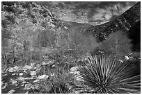 Yucca, trees, San Gabriel River in canyon. San Gabriel Mountains National Monument, California, USA ( black and white)