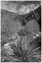 Yucca, trees, East Fork San Gabriel River. San Gabriel Mountains National Monument, California, USA ( black and white)