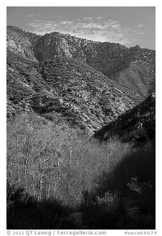 Trees with new leaves and shadows in deep East Fork San Gabriel River Canyon. San Gabriel Mountains National Monument, California, USA