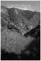 Trees with new leaves and shadows in deep East Fork San Gabriel River Canyon. San Gabriel Mountains National Monument, California, USA ( black and white)