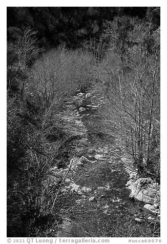 San Gabriel River flowing between trees with new leaves. San Gabriel Mountains National Monument, California, USA (black and white)