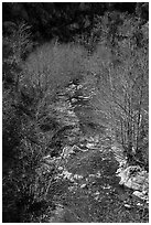 San Gabriel River flowing between trees with new leaves. San Gabriel Mountains National Monument, California, USA ( black and white)