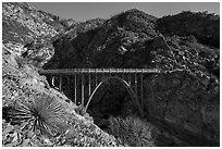 Yucca and Bridge to Nowhere. San Gabriel Mountains National Monument, California, USA ( black and white)