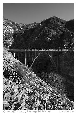 Cactus, yucca and Bridge to Nowhere. San Gabriel Mountains National Monument, California, USA (black and white)